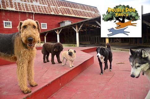 Dog Ranch