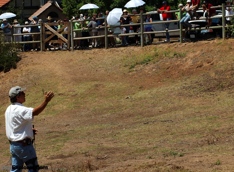 Ted Thompson Ondrak herding dog Border Collie Dog Pictures DAWG Working Dog Fundraiser