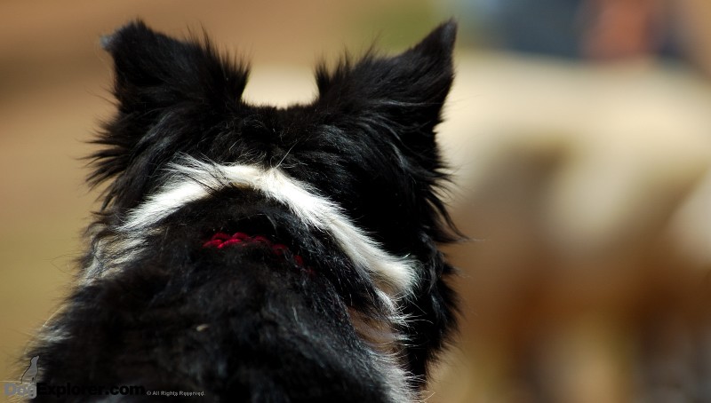 herding dog Border Collie Dog Pictures DAWG Working Dog Fundraiser