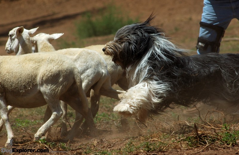 Bearded Collie herding dog Bubby with sheep Dog Picture DAWG Working Dog Fundraiser