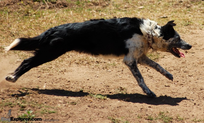 Ted Thompson Ondrak Border Collie Drew Herding Dog Pictures DAWG Working Dog Fundraiser
