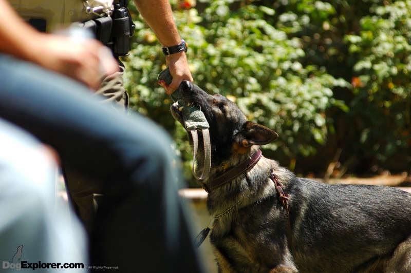 DAWG Working Dog Fundraiser German Shepherd Police K-9 Training Reward Toy Dog Pictures Xalvo