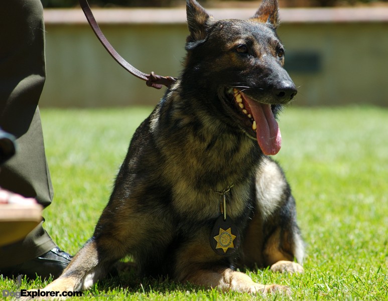 DAWG Working Dog Fundraiser German Shepherd Police K-9 Dog Pictures Xalvo
