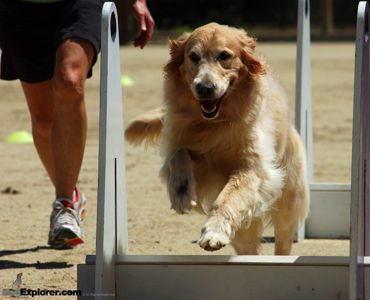 Flyball Supersonics DAWG Working Dog Fundraiser Golden Retriever Dog Picture