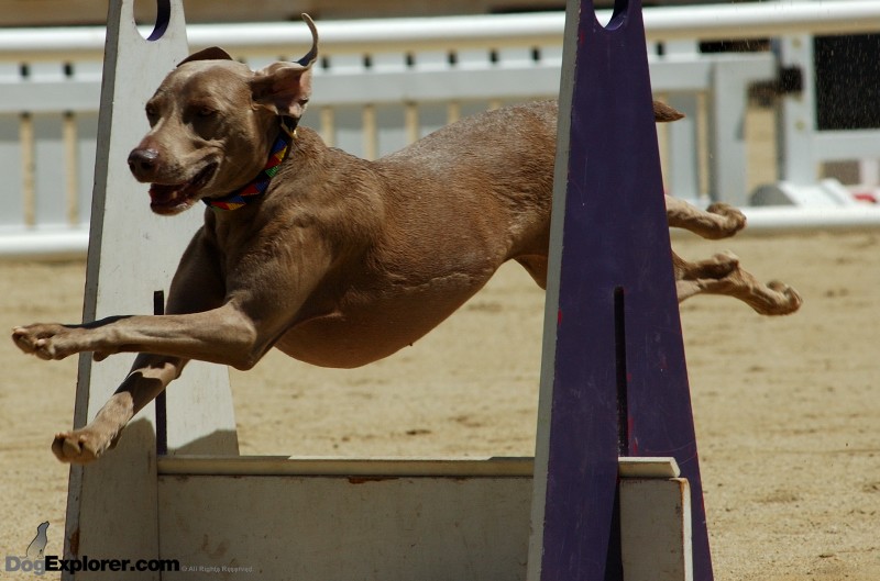Weimaraner DAWG Working Dog Fundraiser Flyball Supersonics Dog Picture