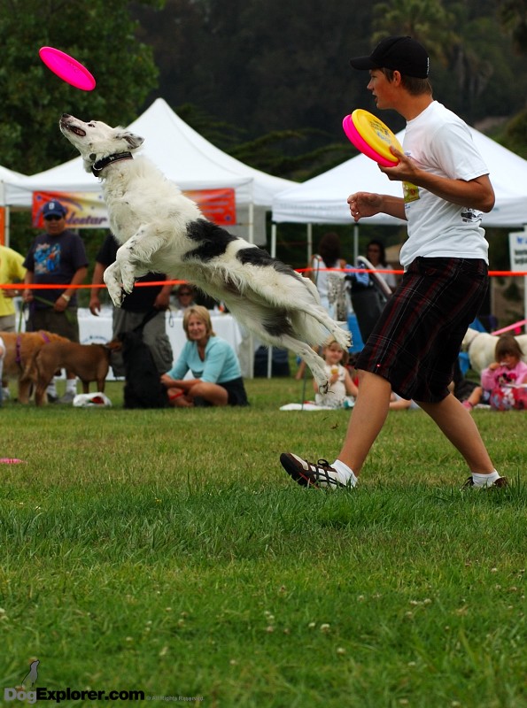 flying disc Border Collie Dog Pictures Ventura Pooch Parade 2008