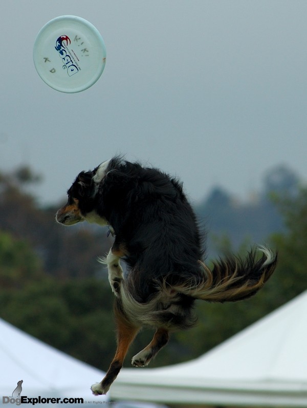 Australian Shepherd Flying Disc Dog Picture Ventura Pooch Parade 2008