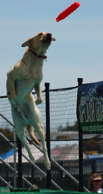 Labrador Retriever Leaping Dock Diving Dog Picture