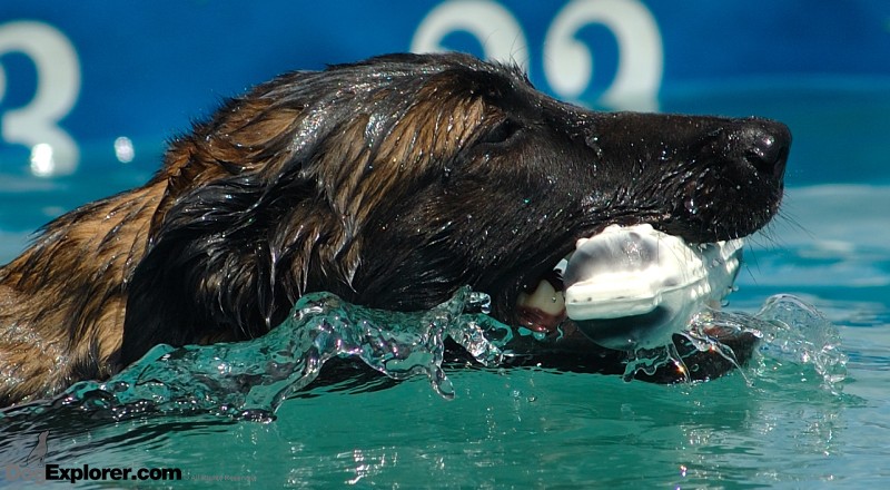 Dog Picture: Splash Dog – Dock Diving Dogs