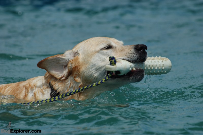 Yellow Labrador Retriever Splash Dog Pictures