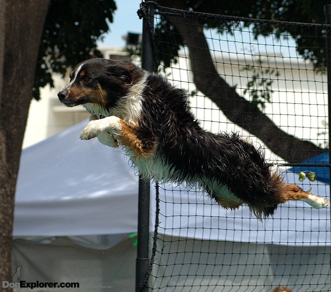 Australian Shepherd Splash Dog Picture