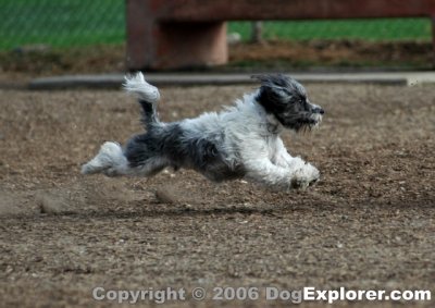 dog picture redondo beach dog park