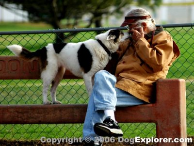 dog picture redondo beach dog park