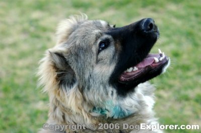 Ventura 2011 Summerfest All Breed Dog Show - Caucasian Mountain Dog - Kavkazskaya Ovcharka