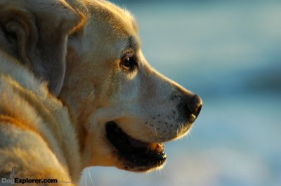 Labrador Retriever Most Popular Dog