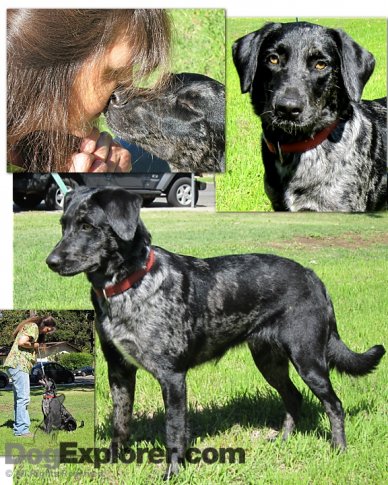  Flea Pictures on Australian Shepherd Mix   For Adoption   Shela   Female   Dog Pictures