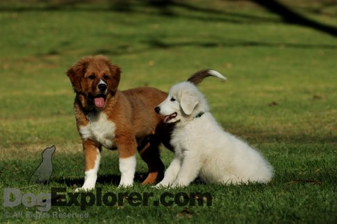 bernese mountain dog puppies. Saint Bernard-Bernese Mountain