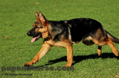 dog pictures