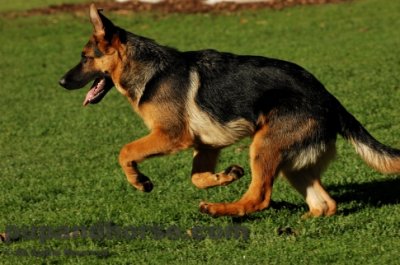 dog pictures