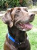 Oregon Service Dog Non-Profit Rescue Holds 20th Annual Fundraiser