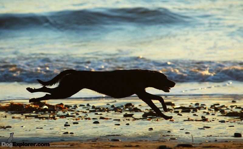 Dog Picture – Chocolate Labrador Retriever