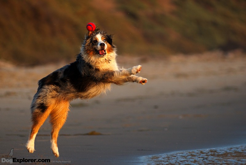 Dog Picture – Australian Shepherd