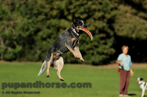 Dog Picture – Australian Cattle Dog Queensland Blue Heeler Flying Disc